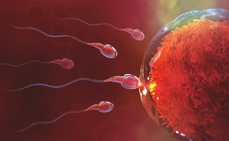 Obesity and Infertility