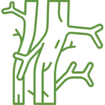 Obesity and Heart disease