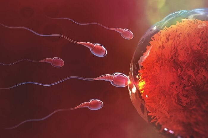 Obesity and Infertility